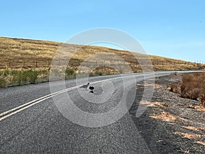 A vulture buzzard flying and scavenging on the road