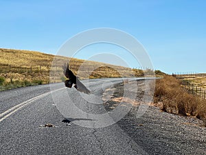 A vulture buzzard flying and scavenging on the road