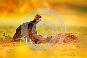 Vulture with capybara carcass. Ugly black bird Black Vulture, Coragyps atratus, sitting in the green grass, Pantanal, Brazil. Bird