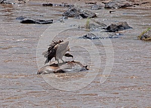 Vulture on carcase in the Mara River