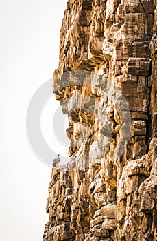 Vulture on Cliff