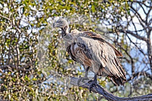 Vulture closeup