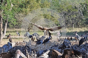 Vulture closeup