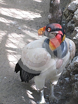 Vulture at the Colombia National Aviary