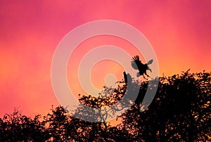 Vulture coming into land on a nest in the early hours of a fiery dawn