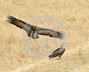 Vulture Coming In To Land