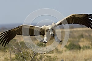 Vulture coming in to land