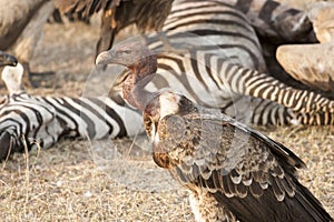 Vulture cut up carcasse of zebra in Serengeti. Wildlife of Tanzania, Africa