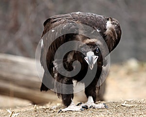 Vulture