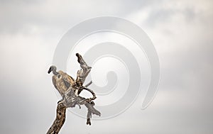 Vulture in a dead tree branch