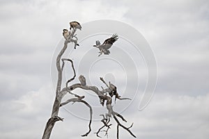 Vulture in a dead tree branch