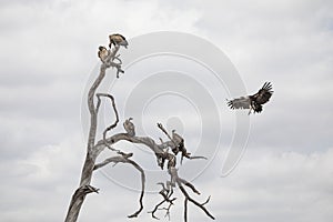 Vulture in a dead tree branch