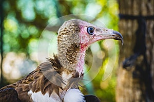 Vulture detail scavenger head with large beak and intense look