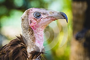 Vulture detail scavenger head with large beak and intense look