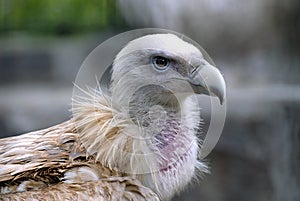 vulture eagle photo