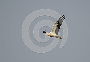 Egyptian Vulture