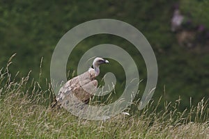 Vulture in Estacas de Trueba pass, Cantabria