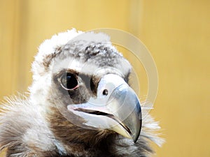 Vulture face closeup at zoo