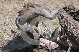 Vulture feeding on caracasses of gnu, Africa