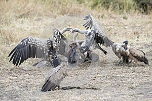 Vulture Feeding Frenzy