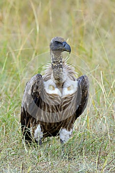 Vulture feeding on a kill