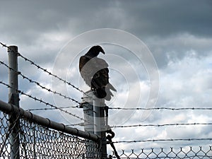 Vulture on a fencepost