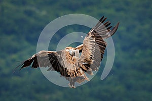 Vulture fight in nature. Griffon Vulture, Gyps fulvus, big bird flying in the forest mountain, nature habitat, Madzarovo, Bulgaria