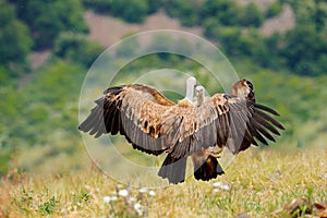Vulture fight in nature. Griffon Vulture, Gyps fulvus, big bird flying in the forest mountain, nature habitat, Madzarovo, Bulgaria