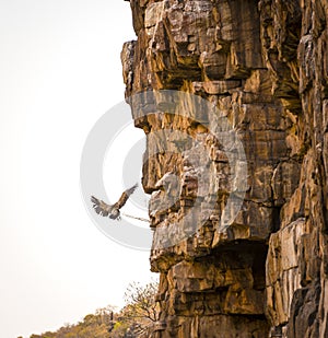 Vulture Finding Perch