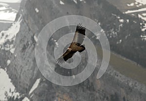 Vulture flies Pyrenees mountains