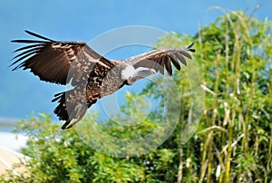 Vulture in flight