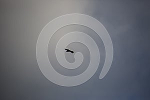 Vulture flight in Montsec, Lleida, Spain photo