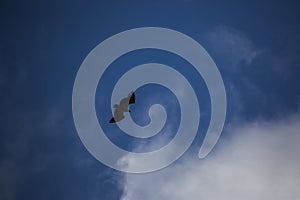 Vulture flight in Montsec, Lleida, Spain photo