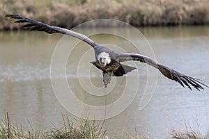 Vulture in flight. Ruppells griffon vulture scavenger bird flying towards camera