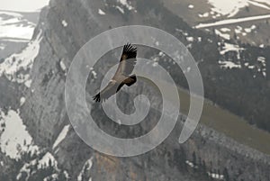 Vulture fly over the mountains