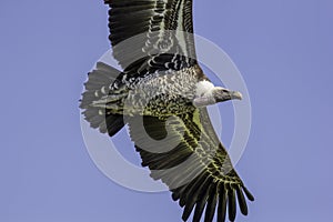 Vulture flying against blue sky. Close up from below. photo