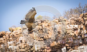 Vulture Flying in Canyon