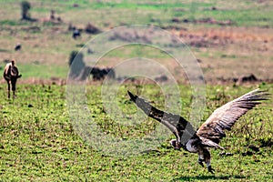 Vulture flying In The Maasai Mara National Reserve Game Park Narok County Rift Valley Kenya