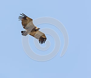 Vulture Flying Overhead