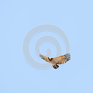 Vulture Flying Overhead