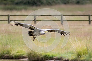 Vulture flying. Ruppells griffon vulture in flight over grassland