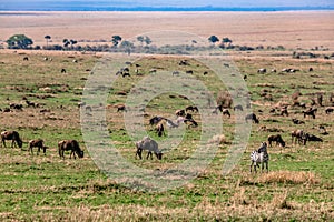 Vulture flying Zebra on look wildebeest grazing In The Maasai Mara National Reserve Game Park Narok County Rift Valley Kenya