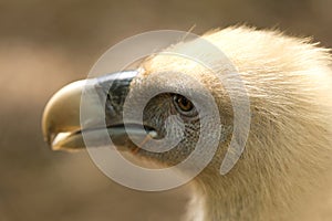 Vulture photo