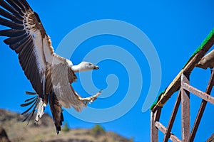 Vulture in free flight at Palmitos Park Maspalomas, Gran Canaria, Spain