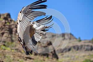 Vulture in free flight at Palmitos Park Maspalomas, Gran Canaria, Spain