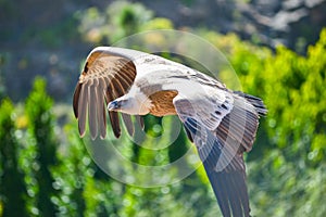 Vulture in free flight at Palmitos Park Maspalomas, Gran Canaria, Spain