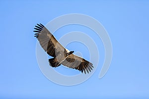 Vulture glide against blue sky