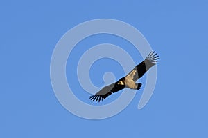 Vulture gliding photo