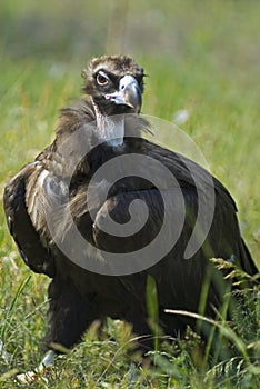 Vulture on grass