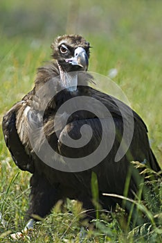 Vulture on grass photo